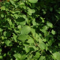<i>Acalypha fruticosa</i>  Forssk.